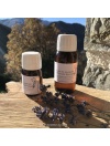 ms_lavande-officinale