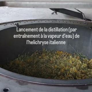 Après une belle matinée de taille attentionnée, et une première cuve distillée hier, notre distillateur de bonheur lance à l'instant la seconde distillation d'helichryses italiennes. Ruches et doux moments olfactifs, que nous offre cette précieuse plante médicinale... Lumineux Dimanche à TOI. #lessenteursduclaut #distillateurdebonheur #helichryse #awakening
