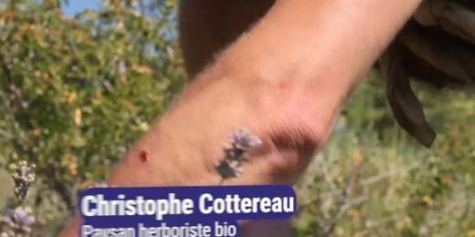 Paysan herboriste au cœur du Mercantour, Le Comptoir, 2026